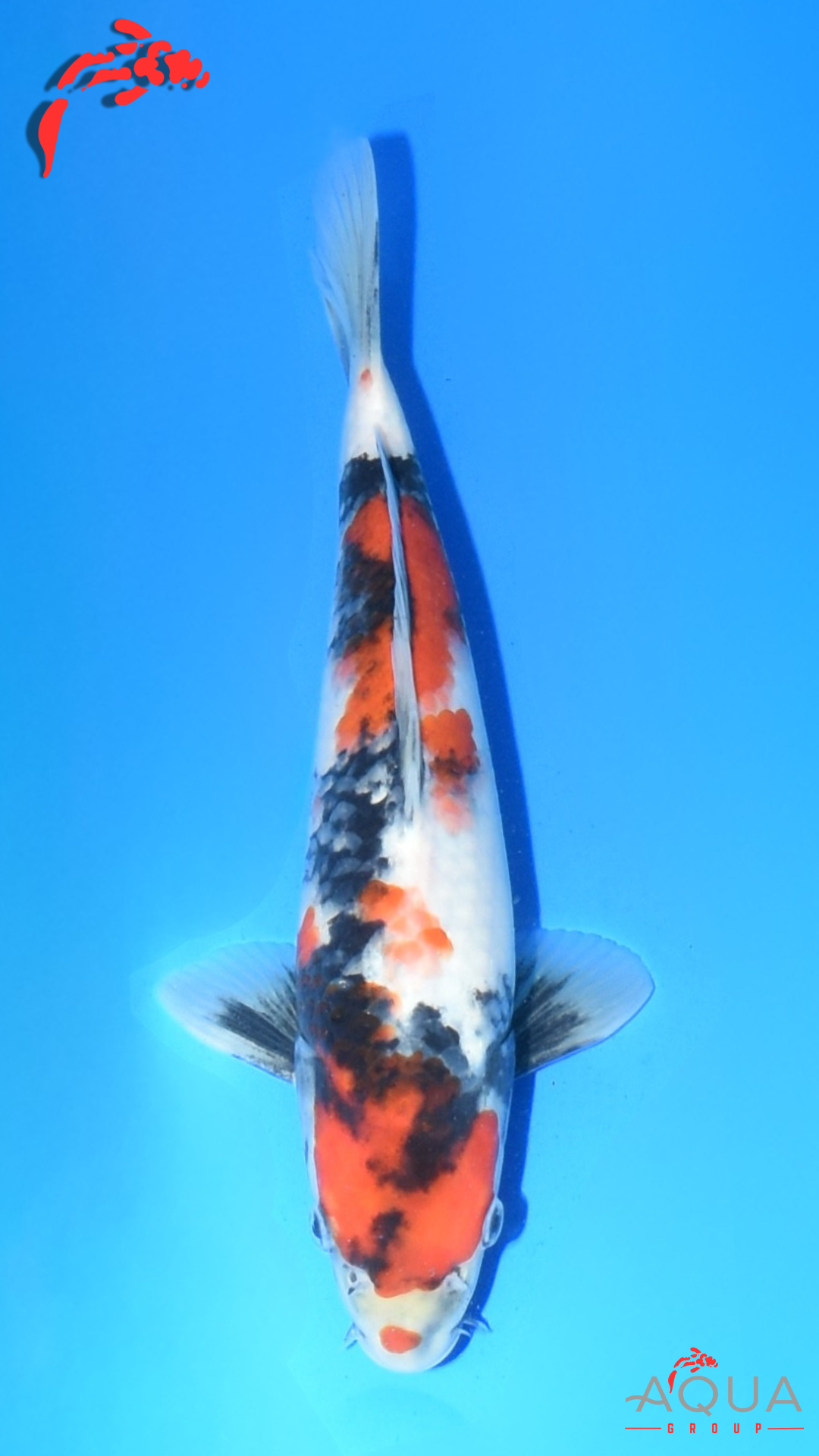 Showa - Suetsugu - Tosai - #05