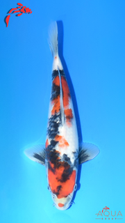 Showa - Suetsugu - Tosai - #05