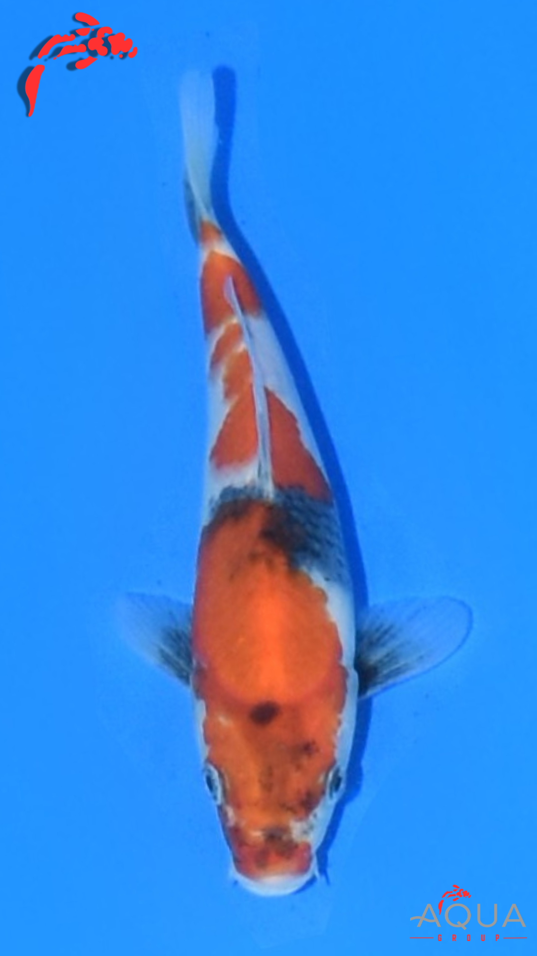 Showa - Marujyu - Tosai - #10