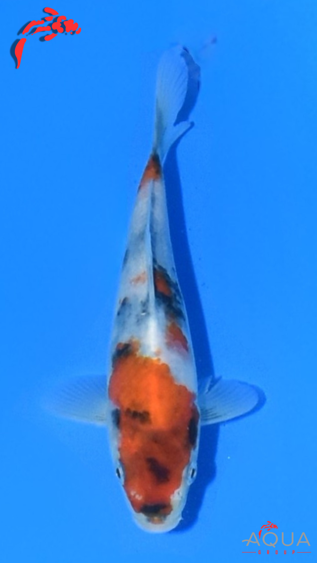 Showa - Marujyu - Tosai - #11