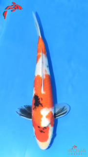 Showa - Maruchiku - Tosai - #07