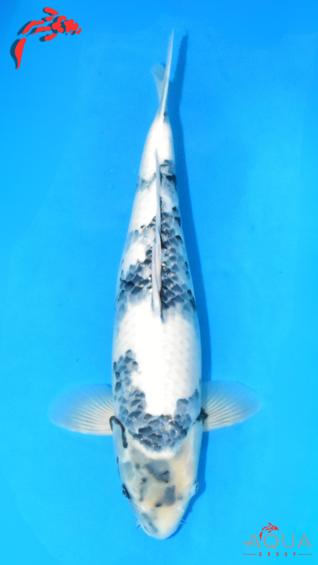 Shiro Utsuri - Omosako - Nisai #04