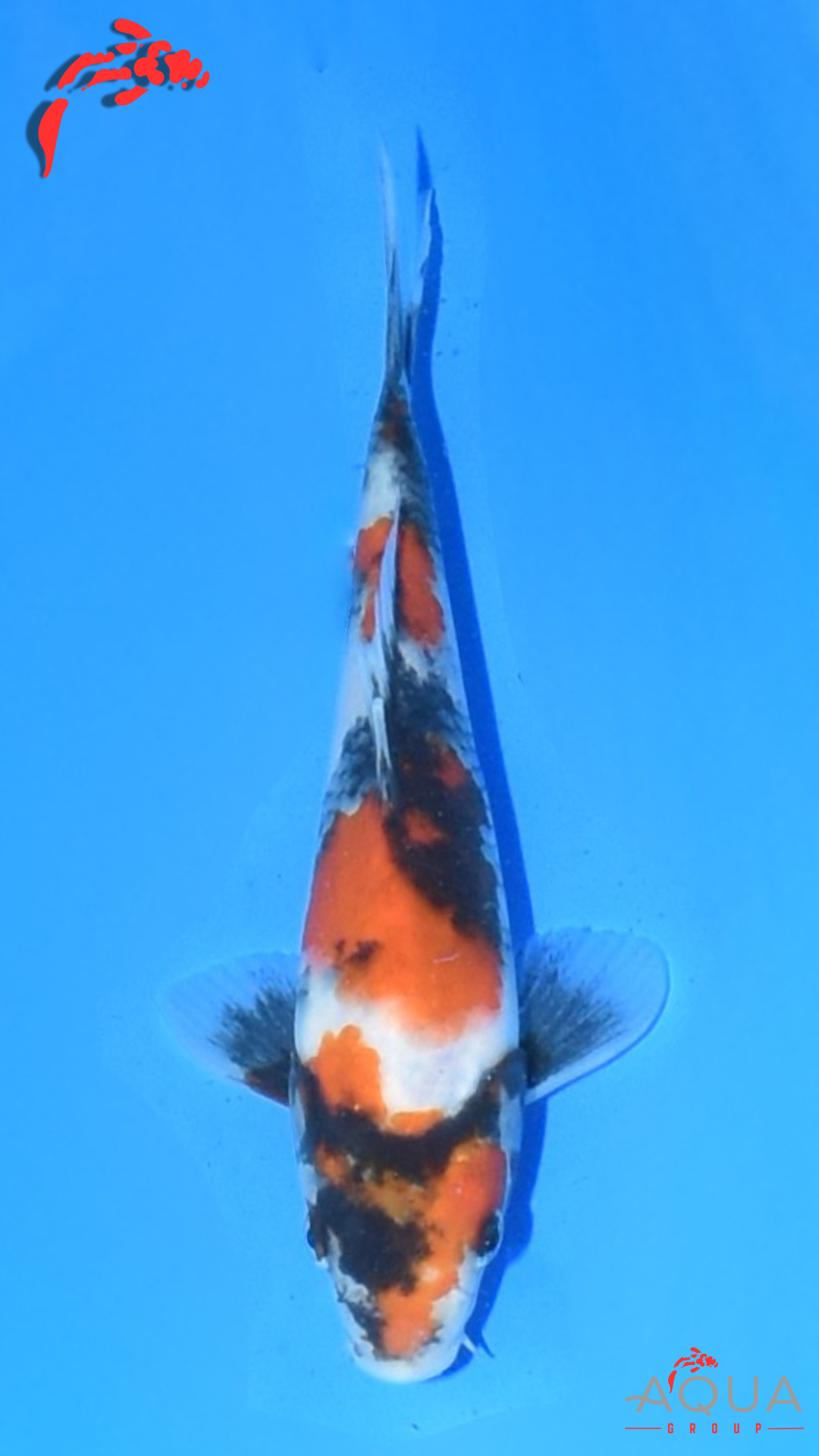 Showa - Marujyu - Tosai - #12