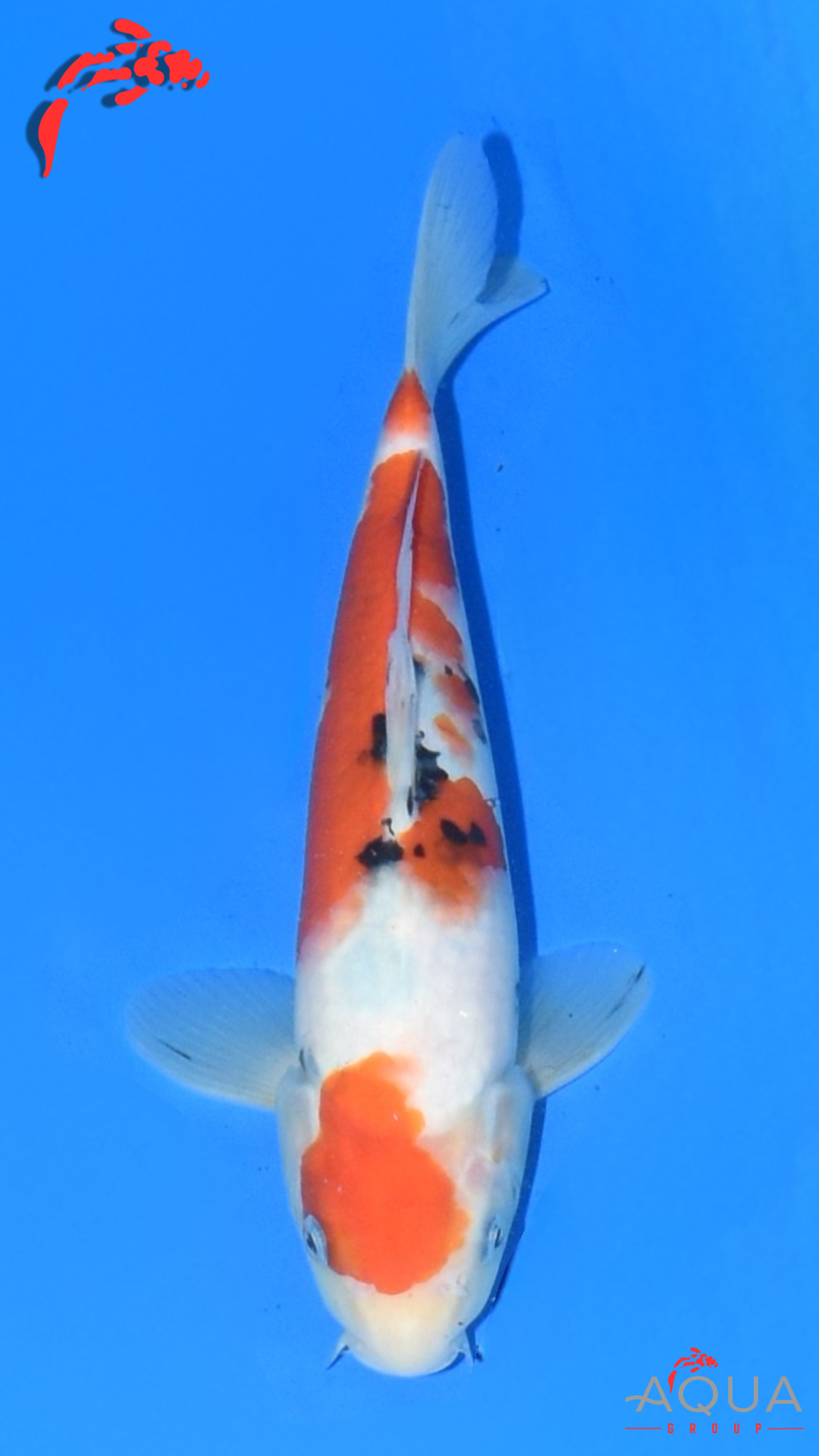 Sanke - Suetsugu - Tosai - #08