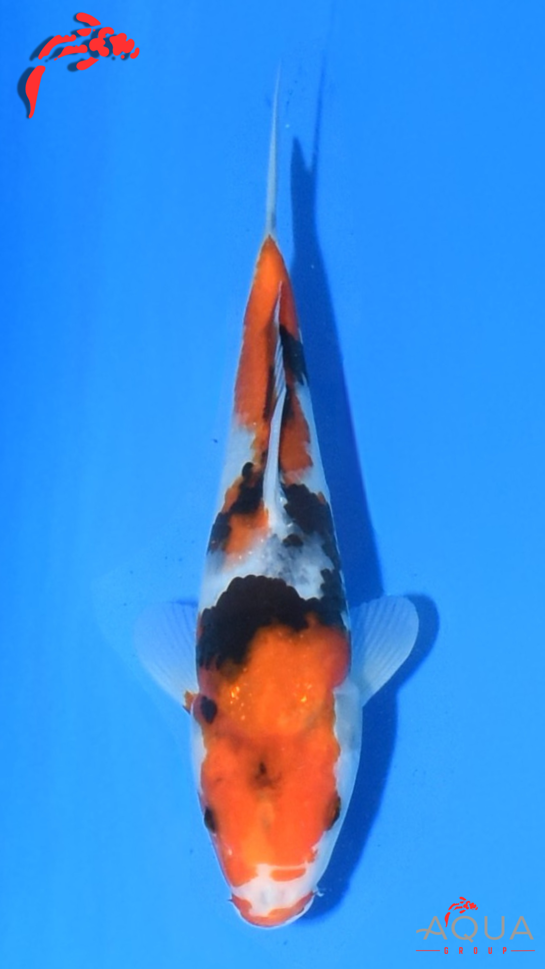 Showa - Marujyu - Tosai - #14