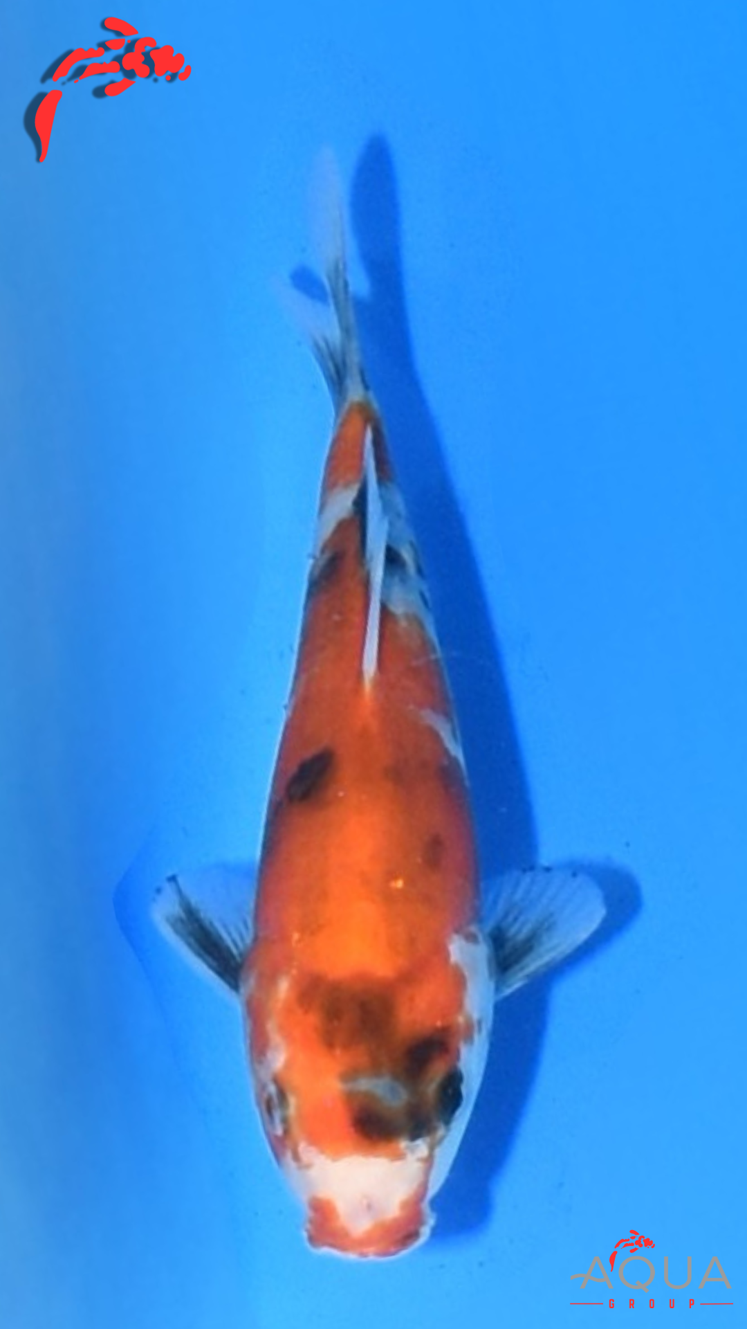 Showa - Marujyu - Tosai - #15