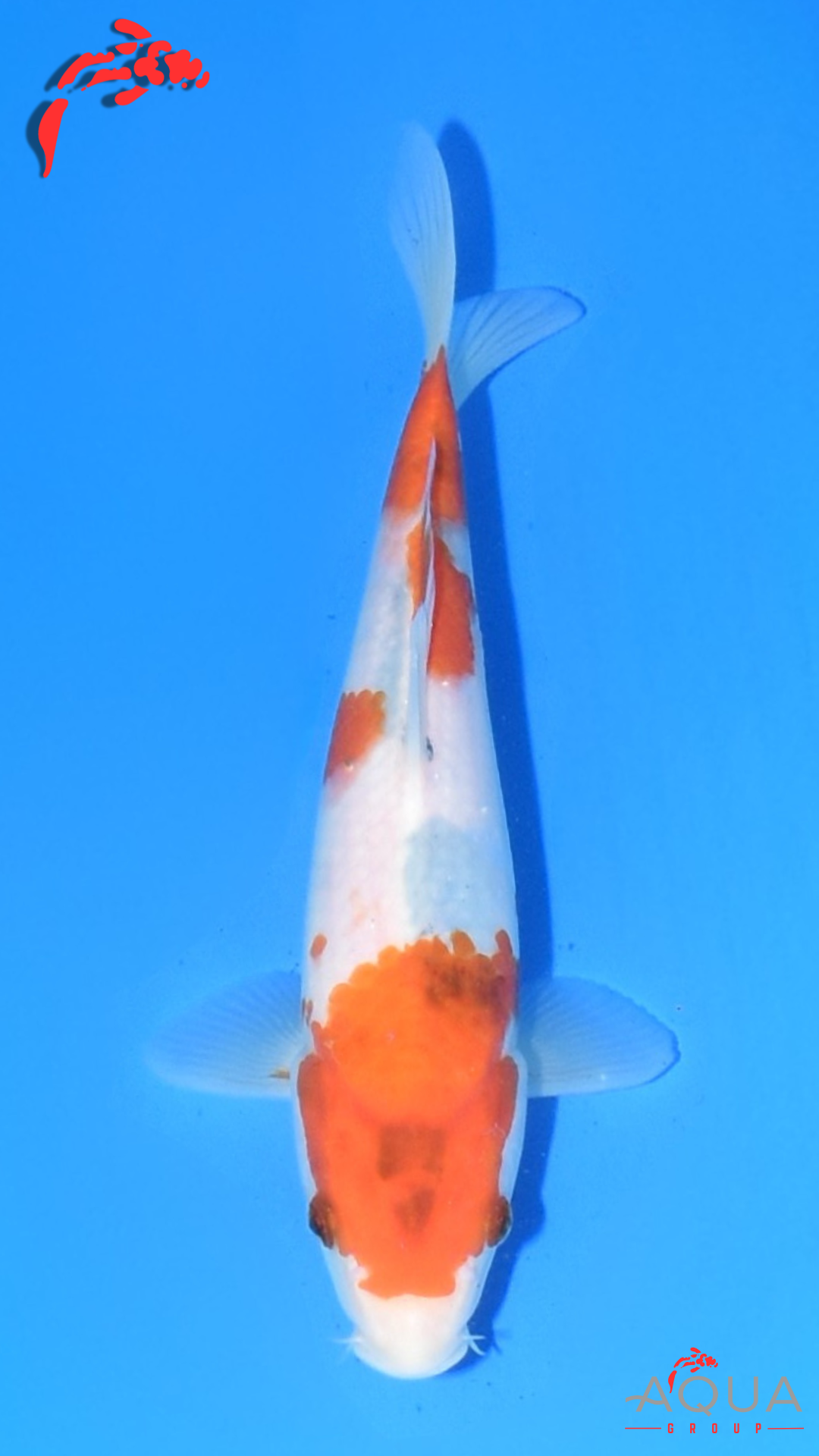 Showa - Marujyu - Tosai - #16