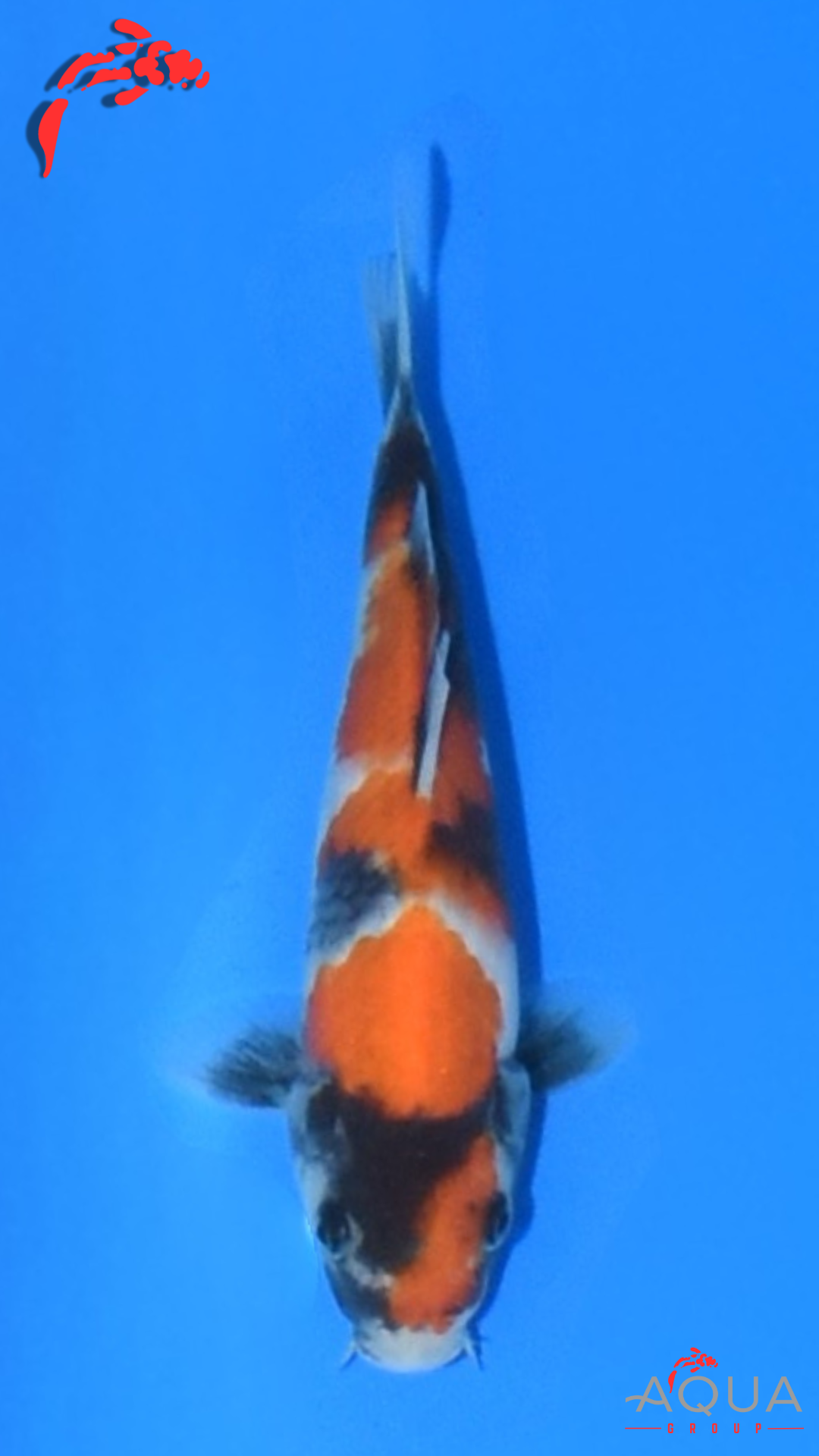 Showa - Marujyu - Tosai - #17