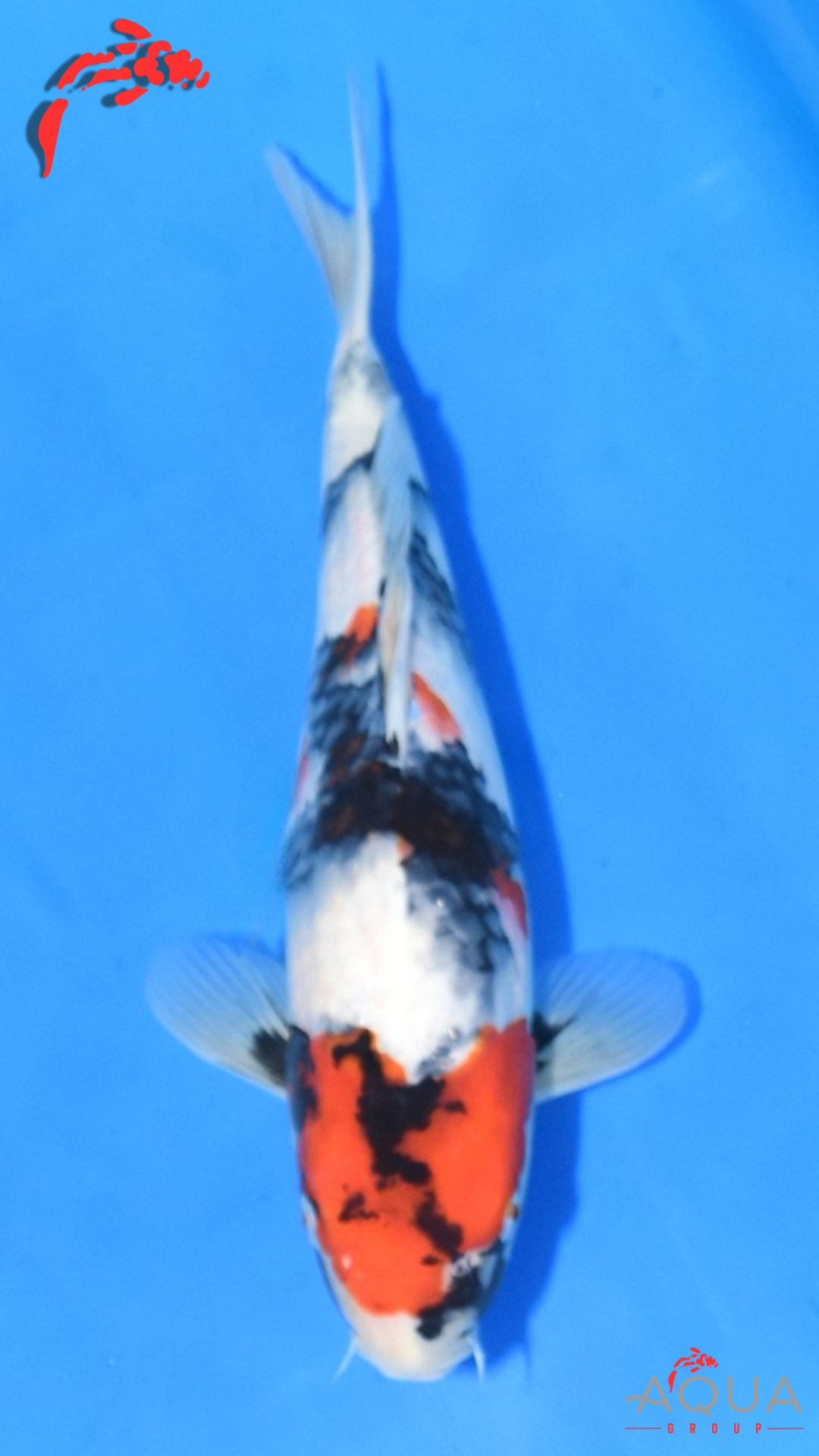 Showa - Ueno - Tosai #15