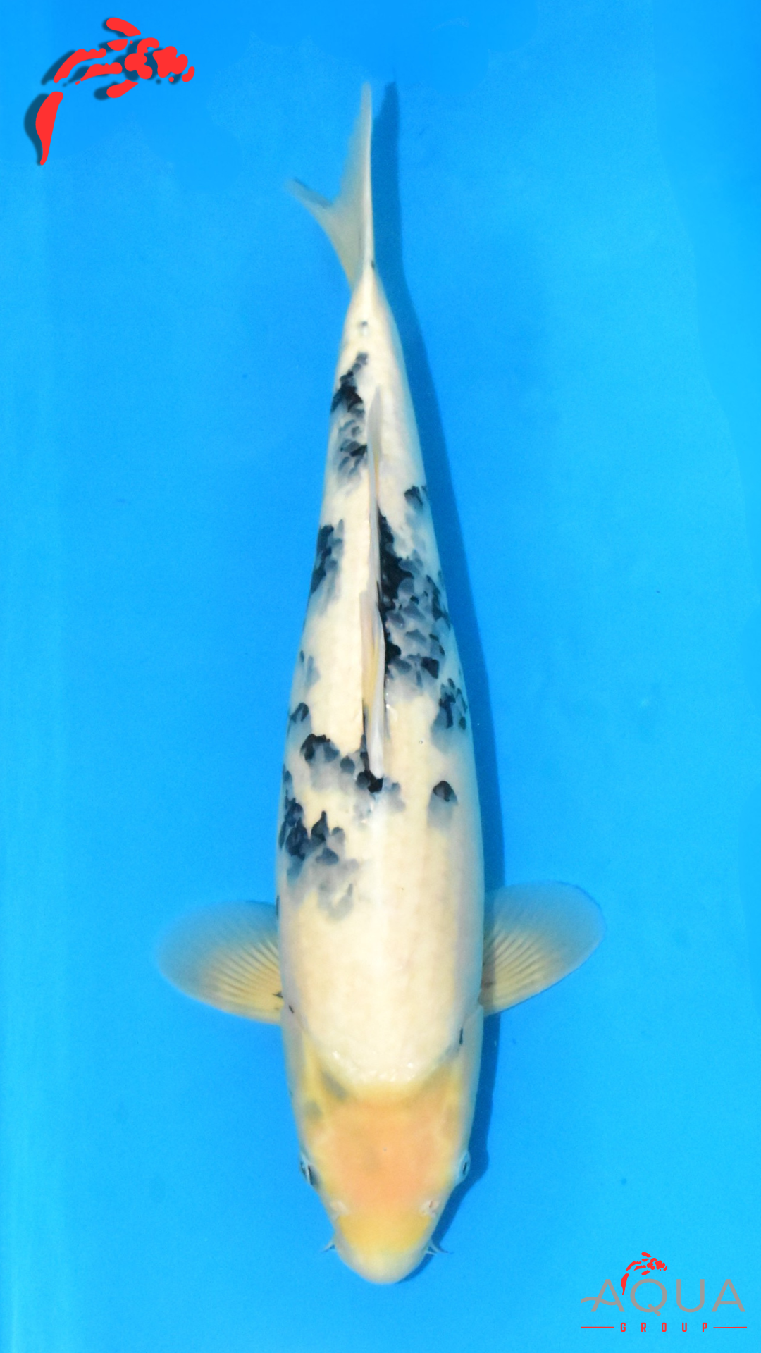 Shiro Utsuri - Omosako - Nisai #05