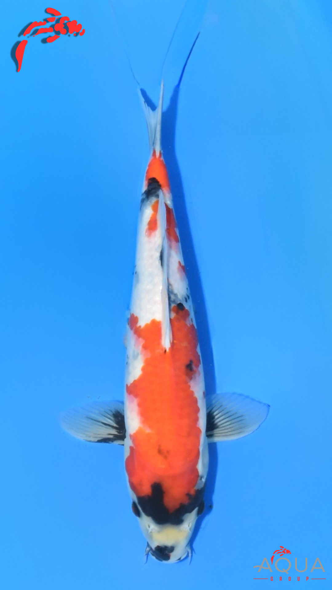 Showa - Ueno - Tosai #05