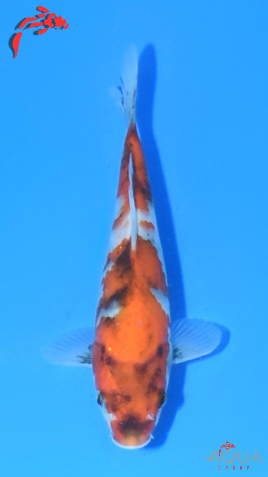 Showa - Marujyu - Tosai - #18