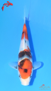 Showa - Marujyu - Tosai - #19