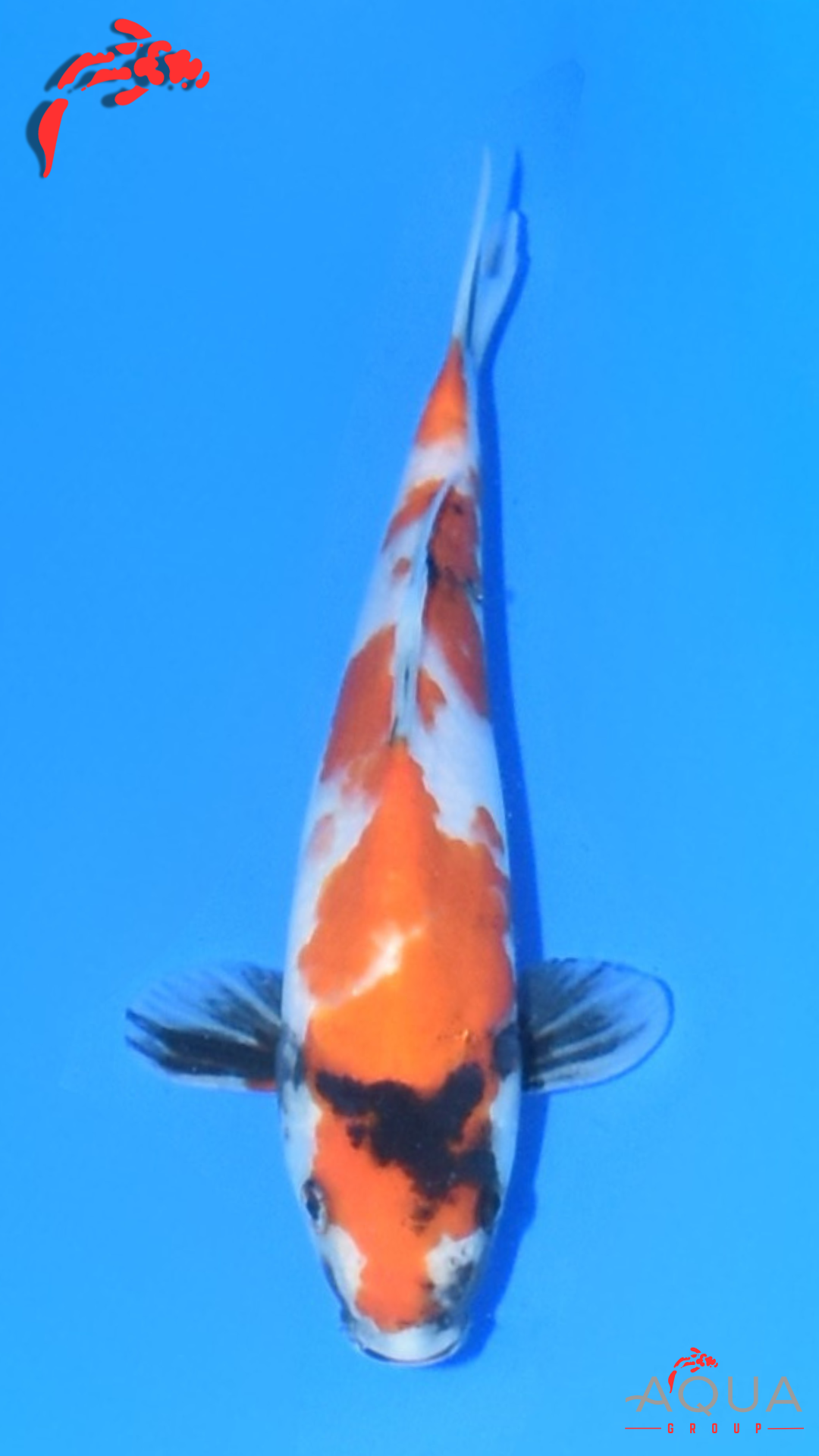 Showa - Marujyu - Tosai - #20