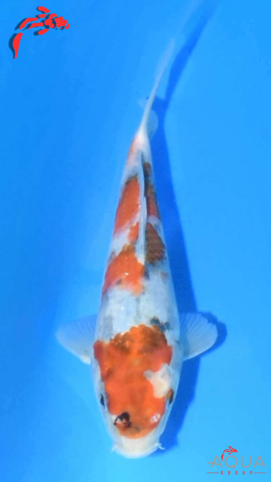 Showa - Marujyu - Tosai - #21