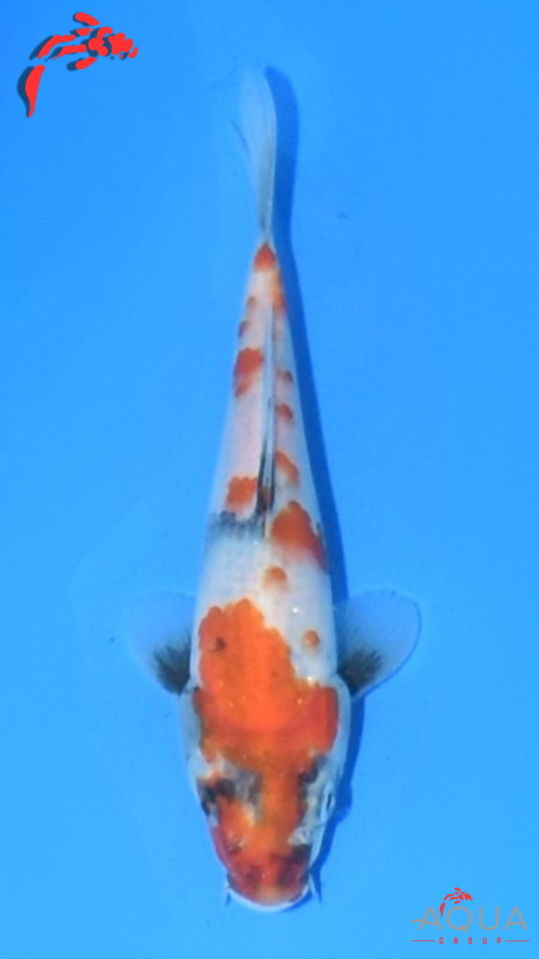 Showa - Marujyu - Tosai - #22