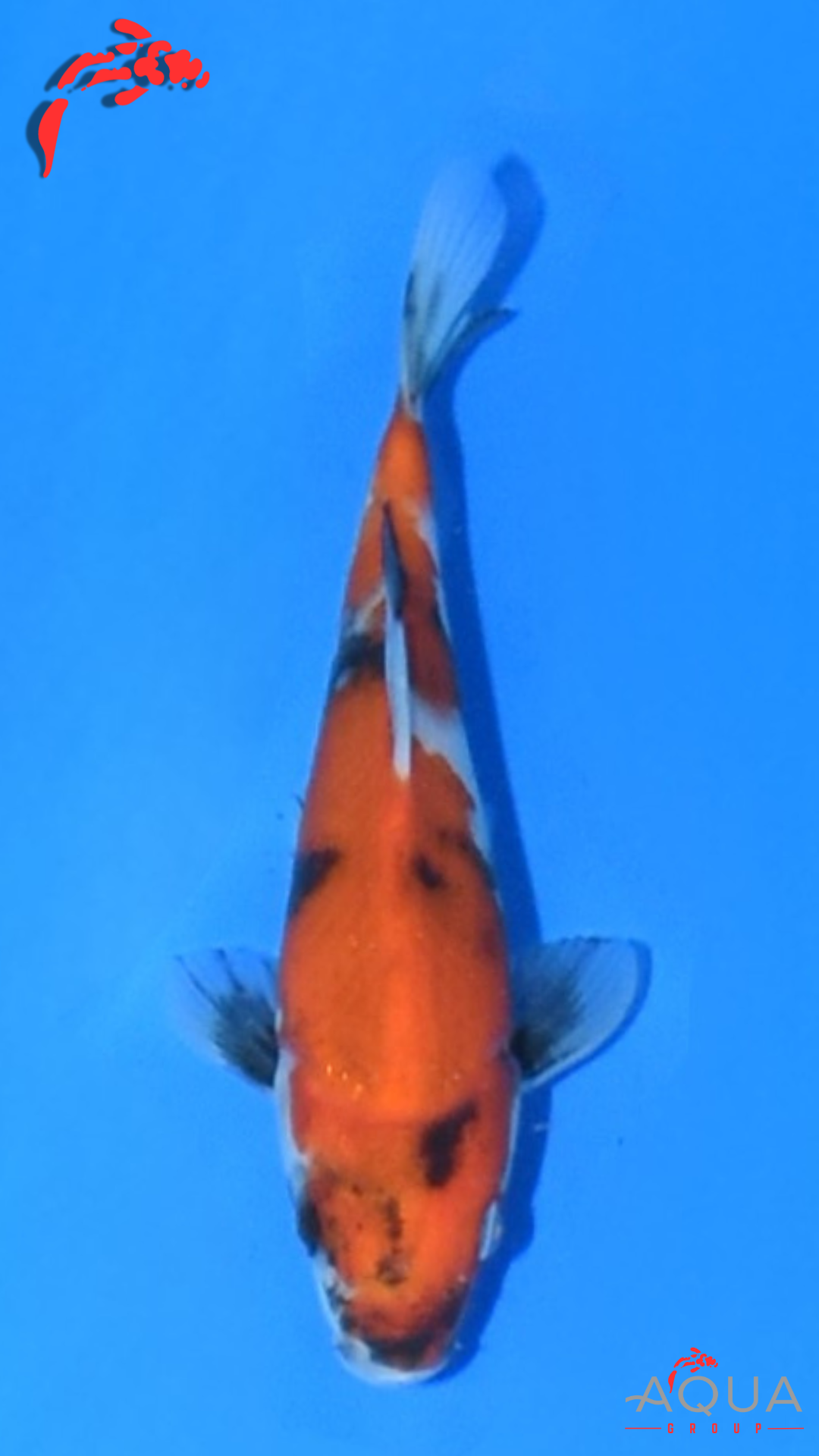 Showa - Marujyu - Tosai - #23