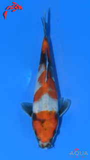 Showa - Marujyu - Tosai - #24