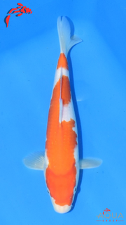 Kohaku - Maruchiku - Tosai - #21