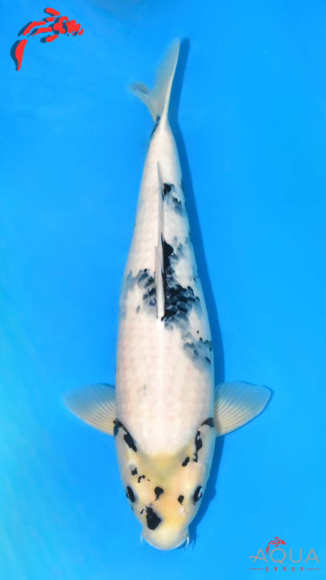 Shiro Utsuri - Omosako - Nisai #06