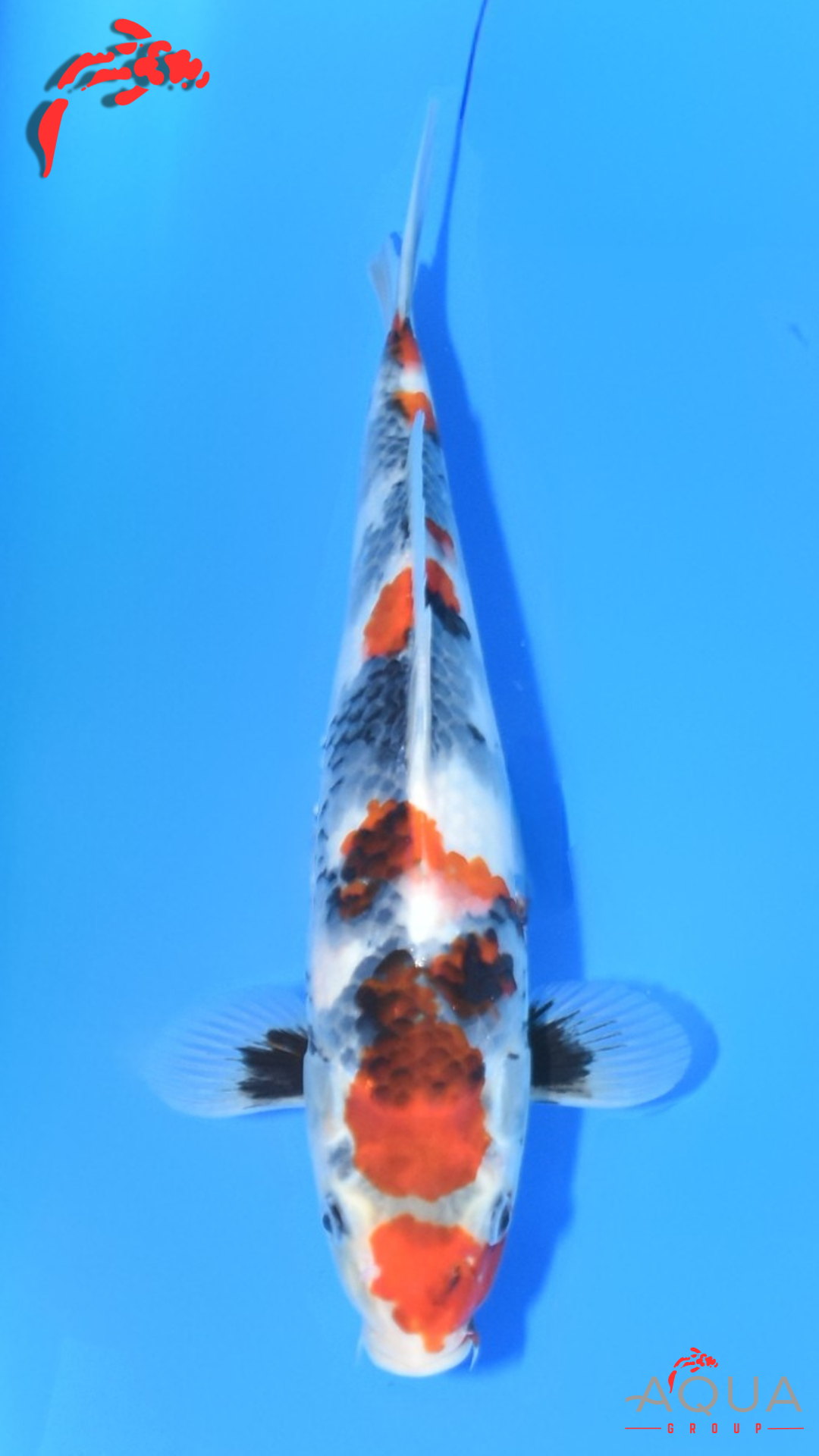 Showa - Ueno - Tosai #16