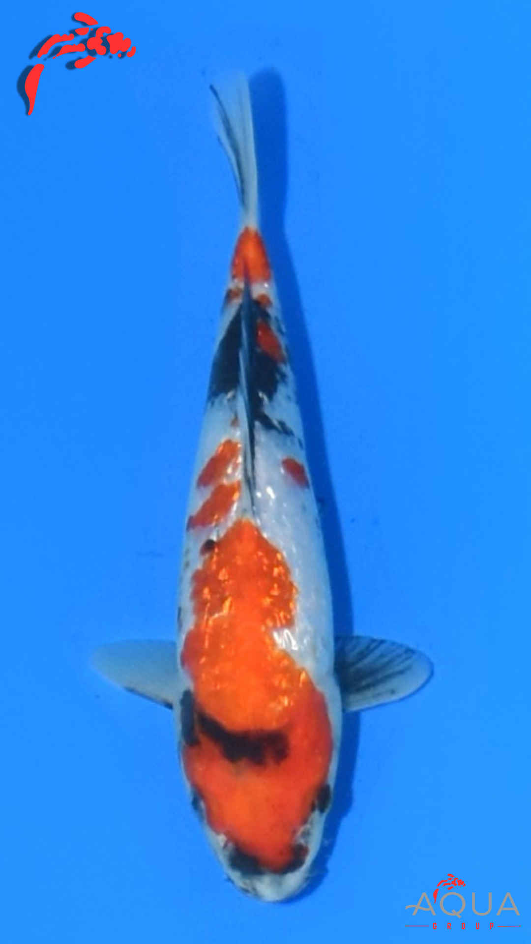 Gin Rin Showa - Suetsugu - Tosai - #05