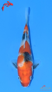 Showa - Marujyu - Tosai - #25