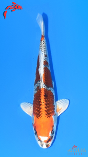 Kujaku - Suetsugu - Tosai - #04