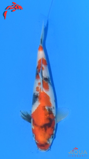 Showa - Marujyu - Tosai - #26