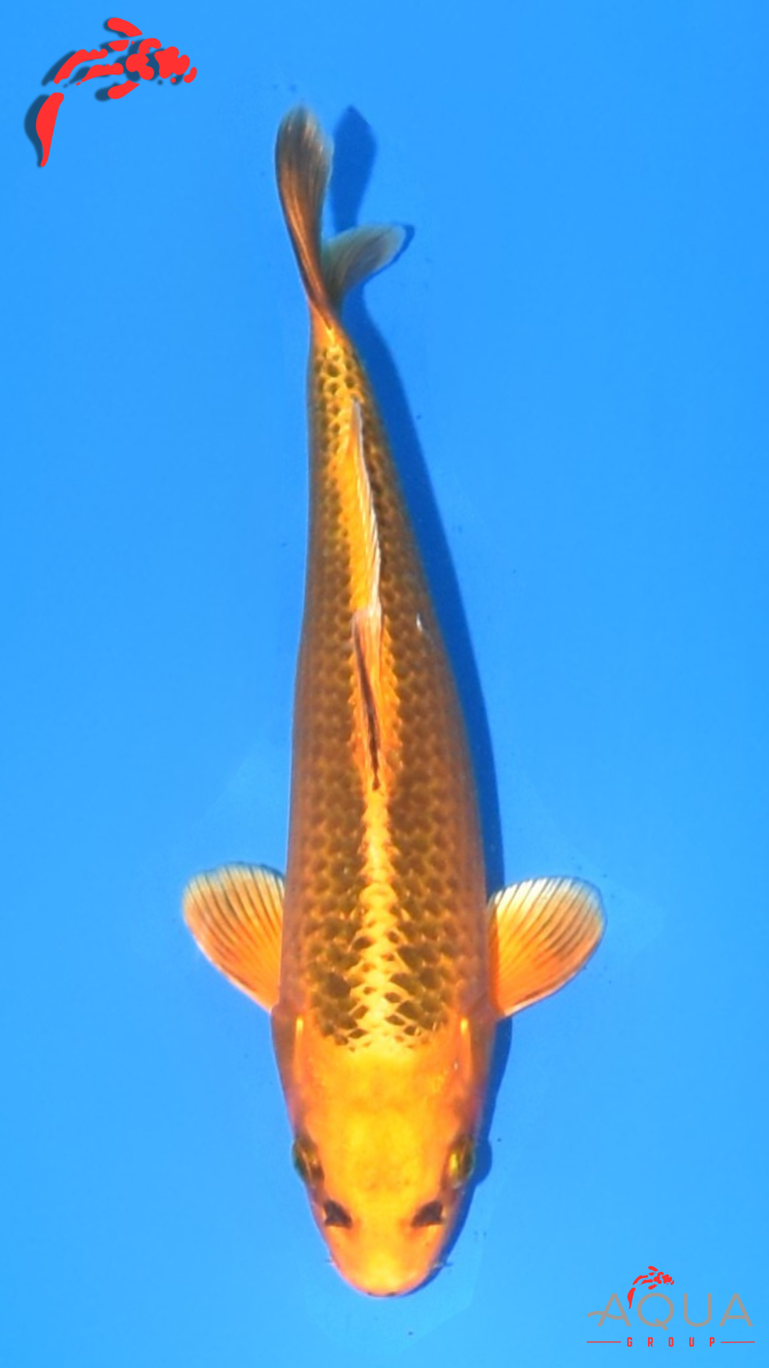 Orenji Matsuba - Suetsugu - Tosai - #02