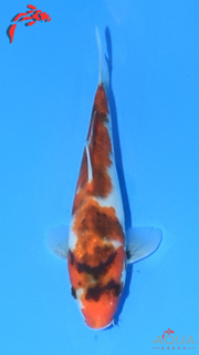 Showa - Marujyu - Tosai - #27