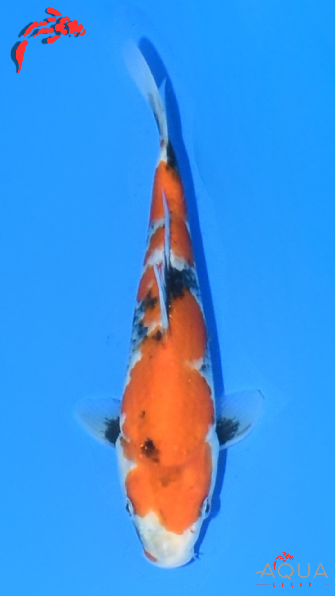 Showa - Marujyu - Tosai - #28