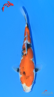 Showa - Marujyu - Tosai - #28