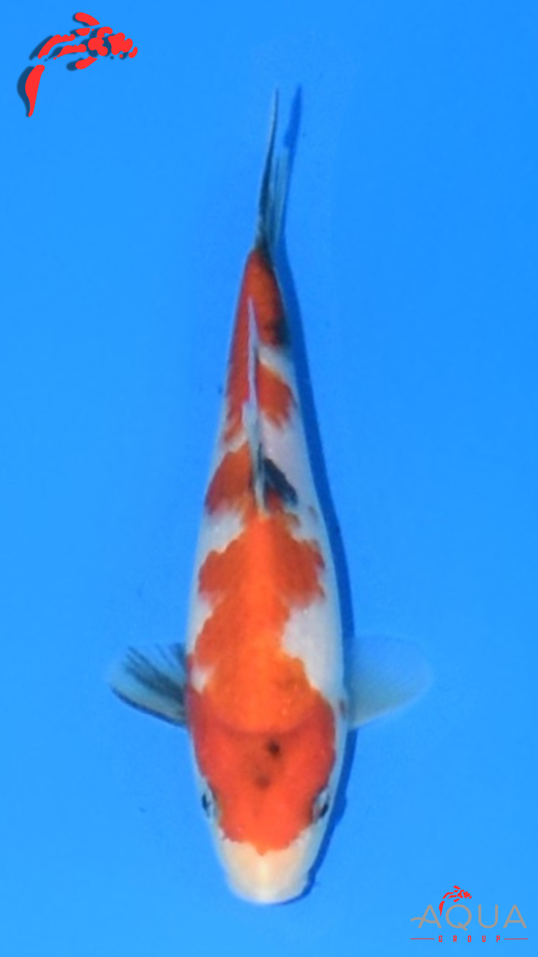 Showa - Marujyu - Tosai - #29