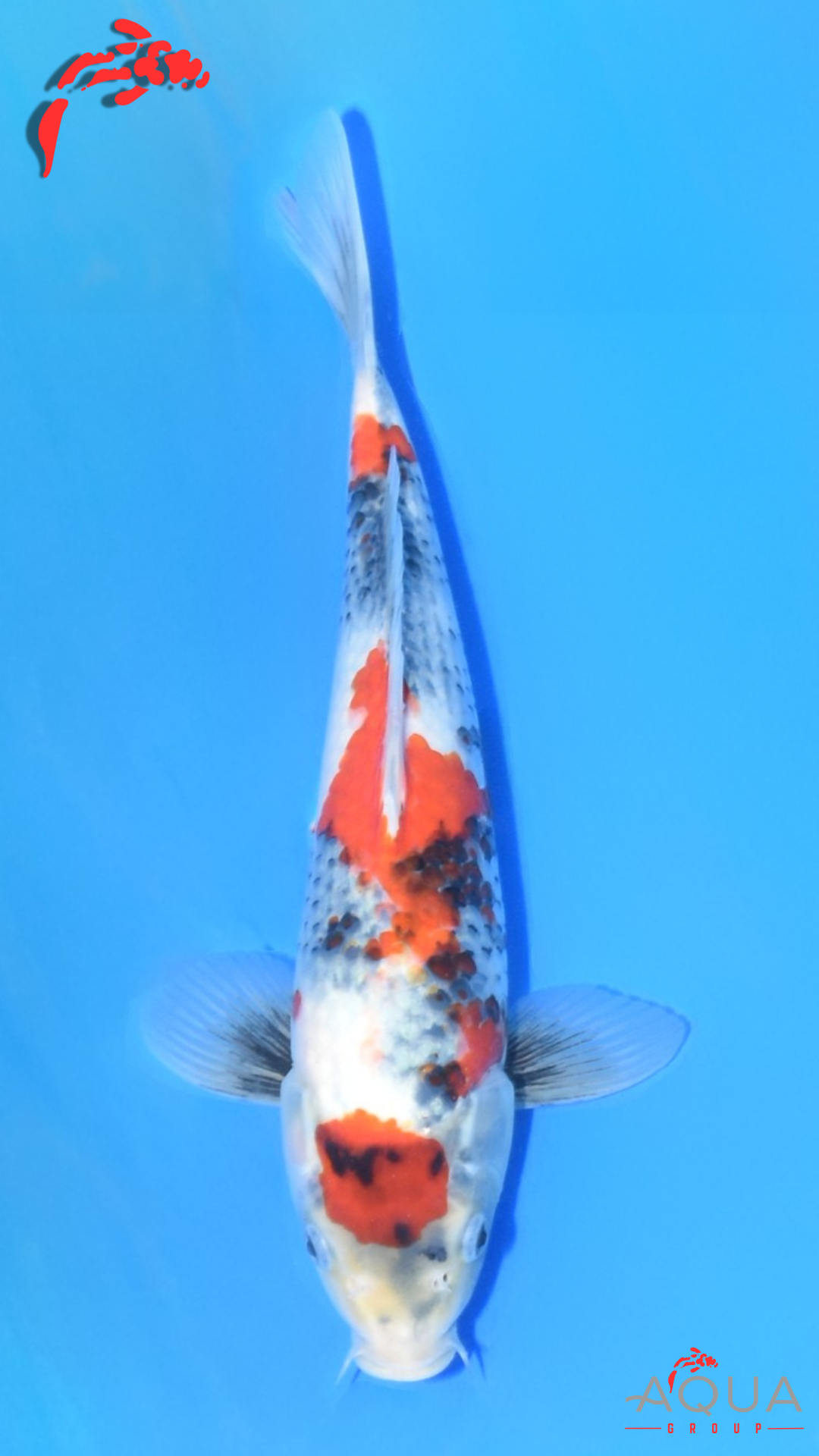 Showa - Ueno - Tosai #07