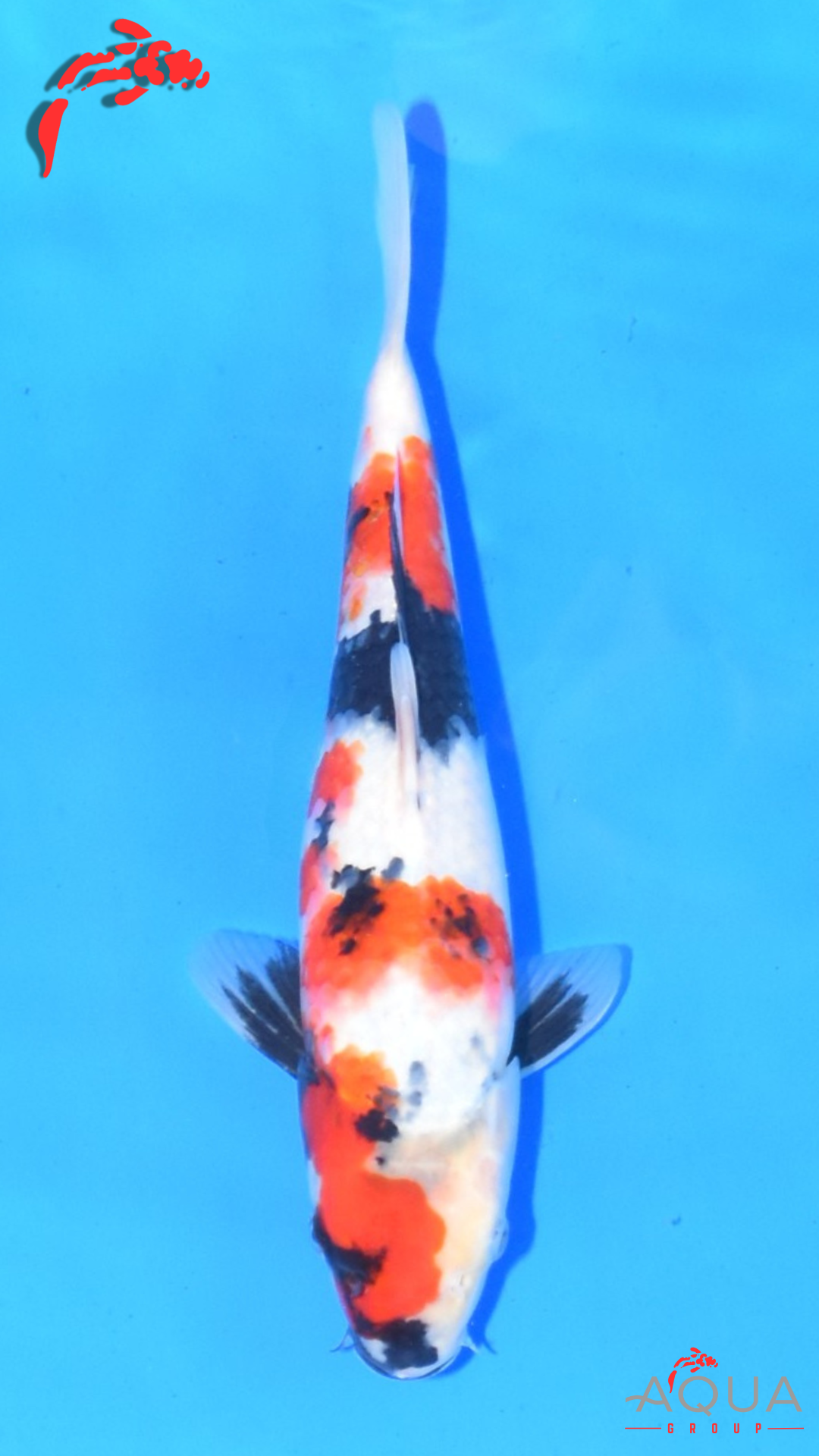 Showa - Ueno - Tosai #17