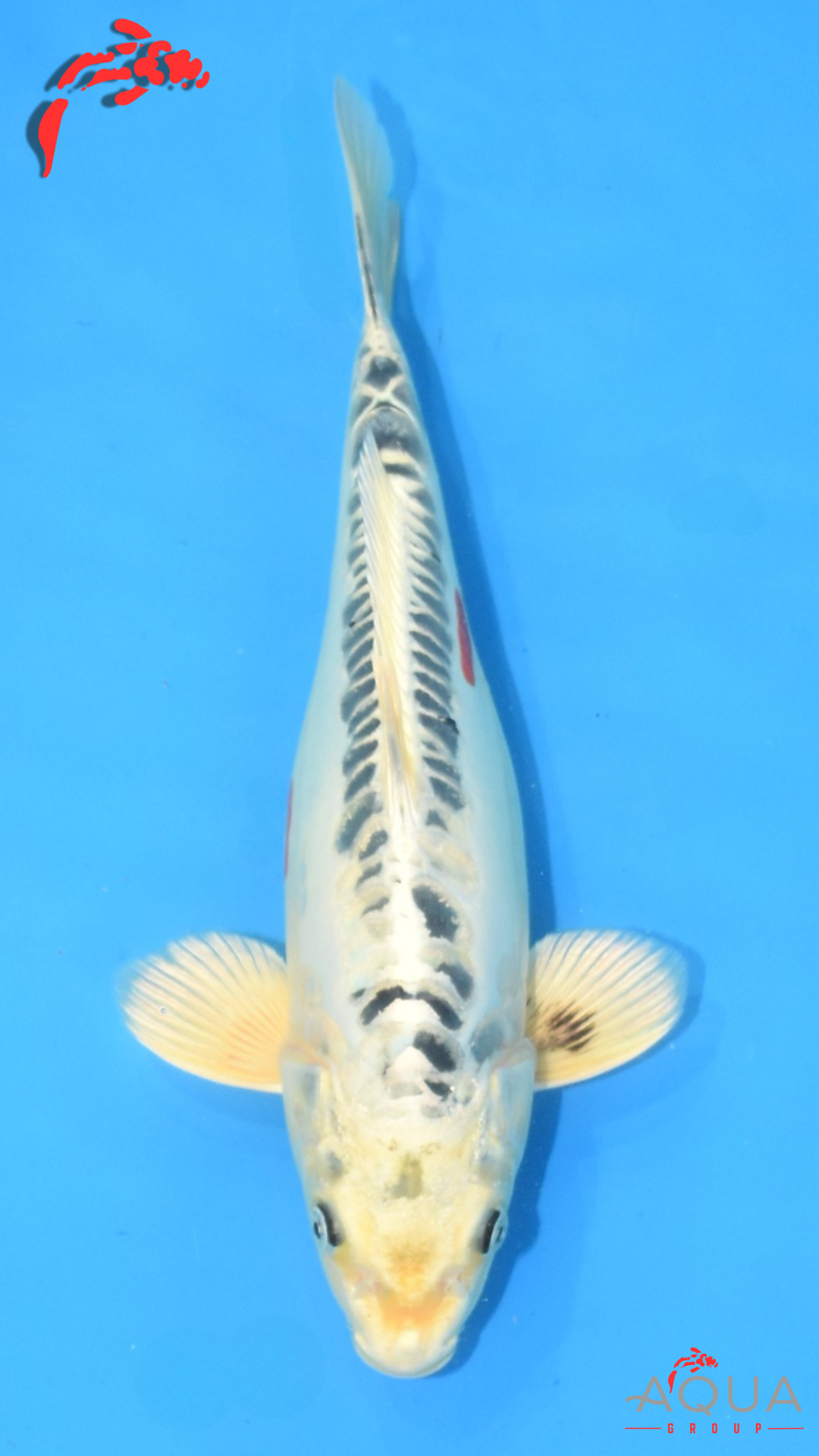 Beni Kikokuryu - Hirasawa - Nisai - #01