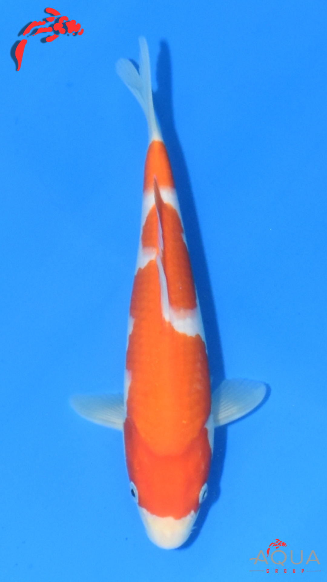 Kohaku - Maruchiku - Tosai - #24