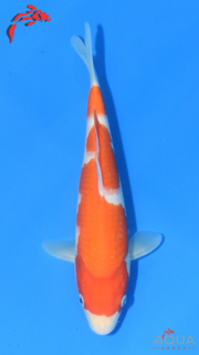 Kohaku - Maruchiku - Tosai - #24