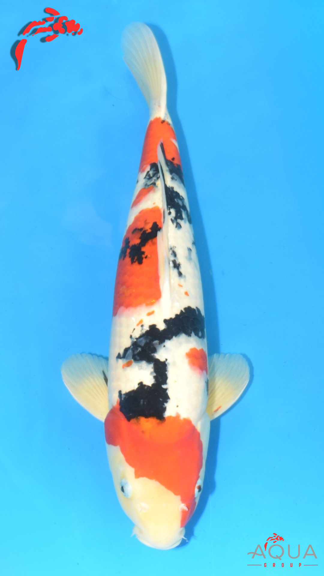 Sanke - Dainichi - Nisai