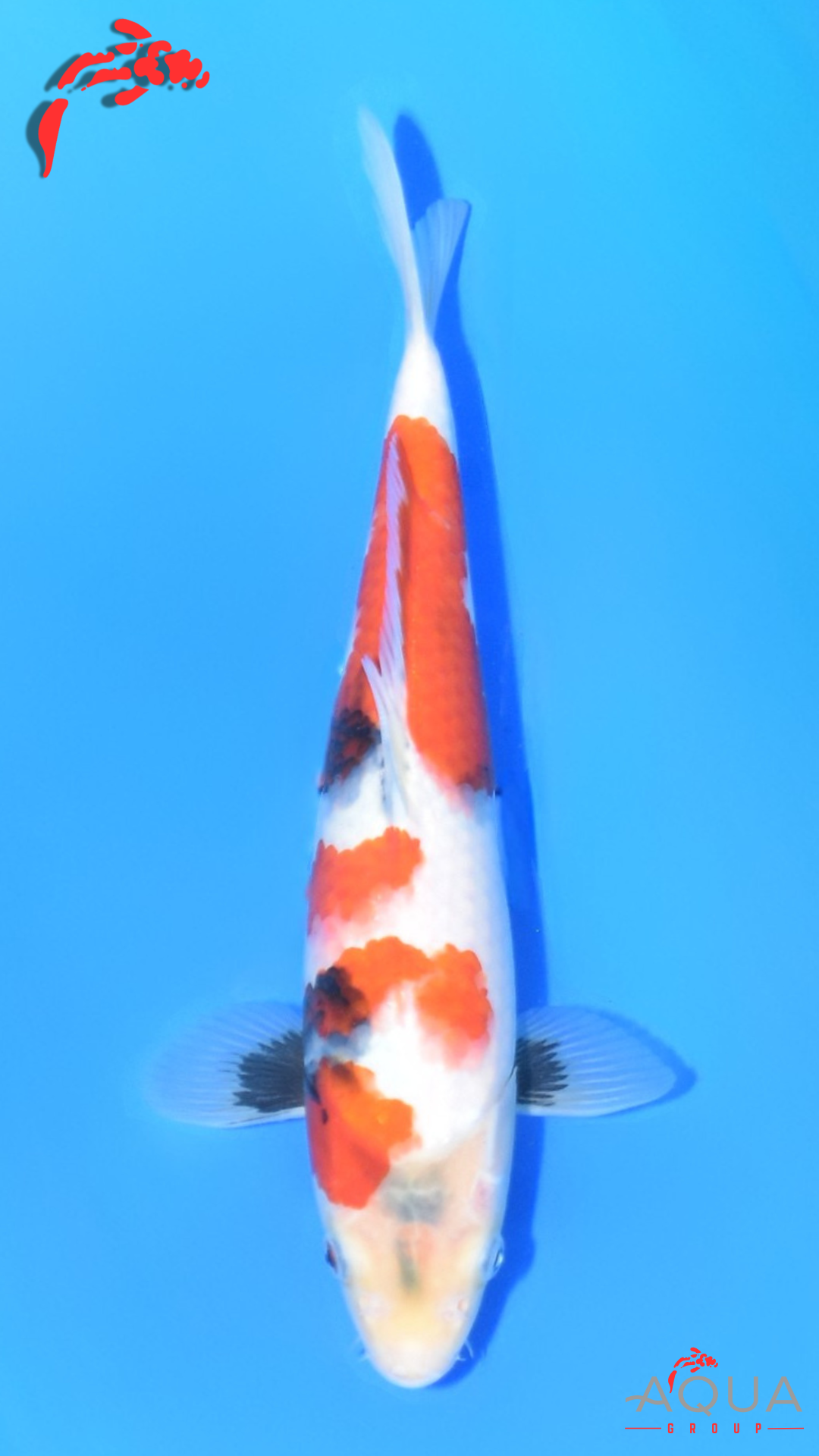 Showa - Ueno - Tosai #08