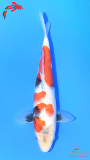 Showa - Ueno - Tosai #08