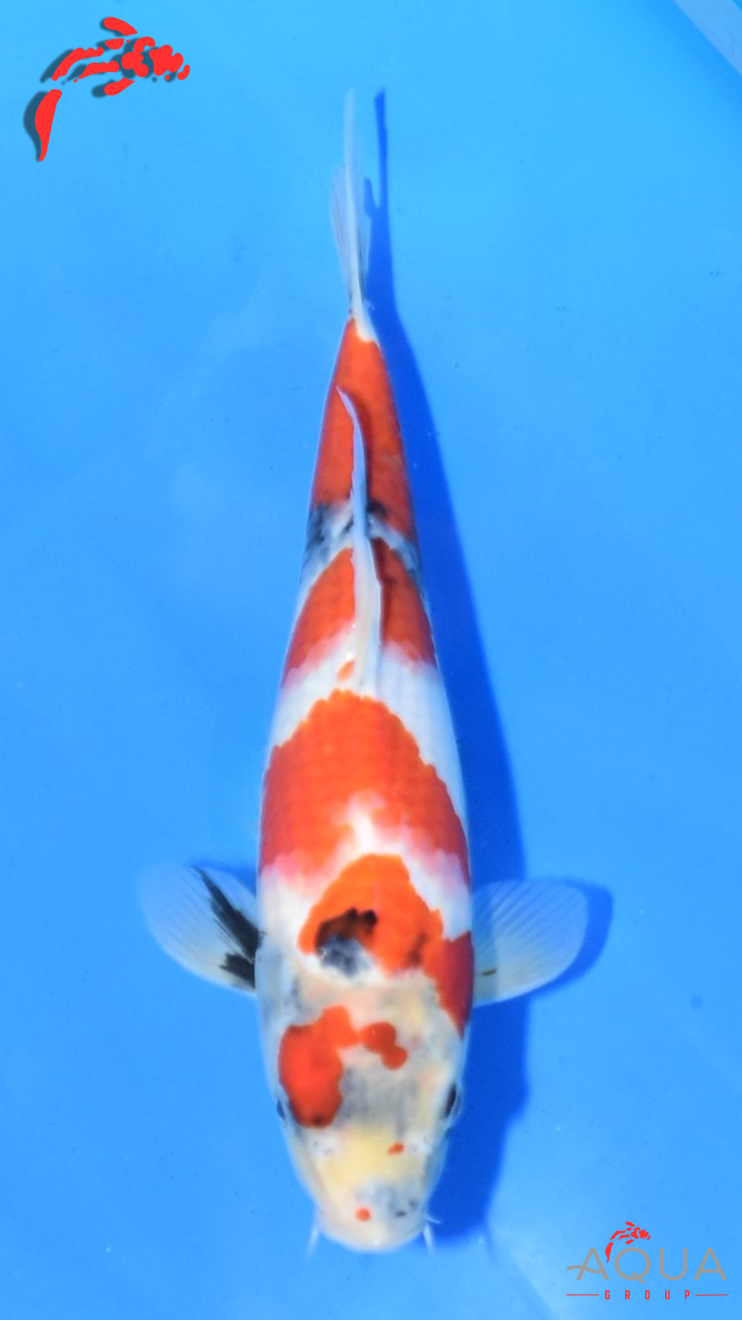 Showa - Ueno - Tosai #11