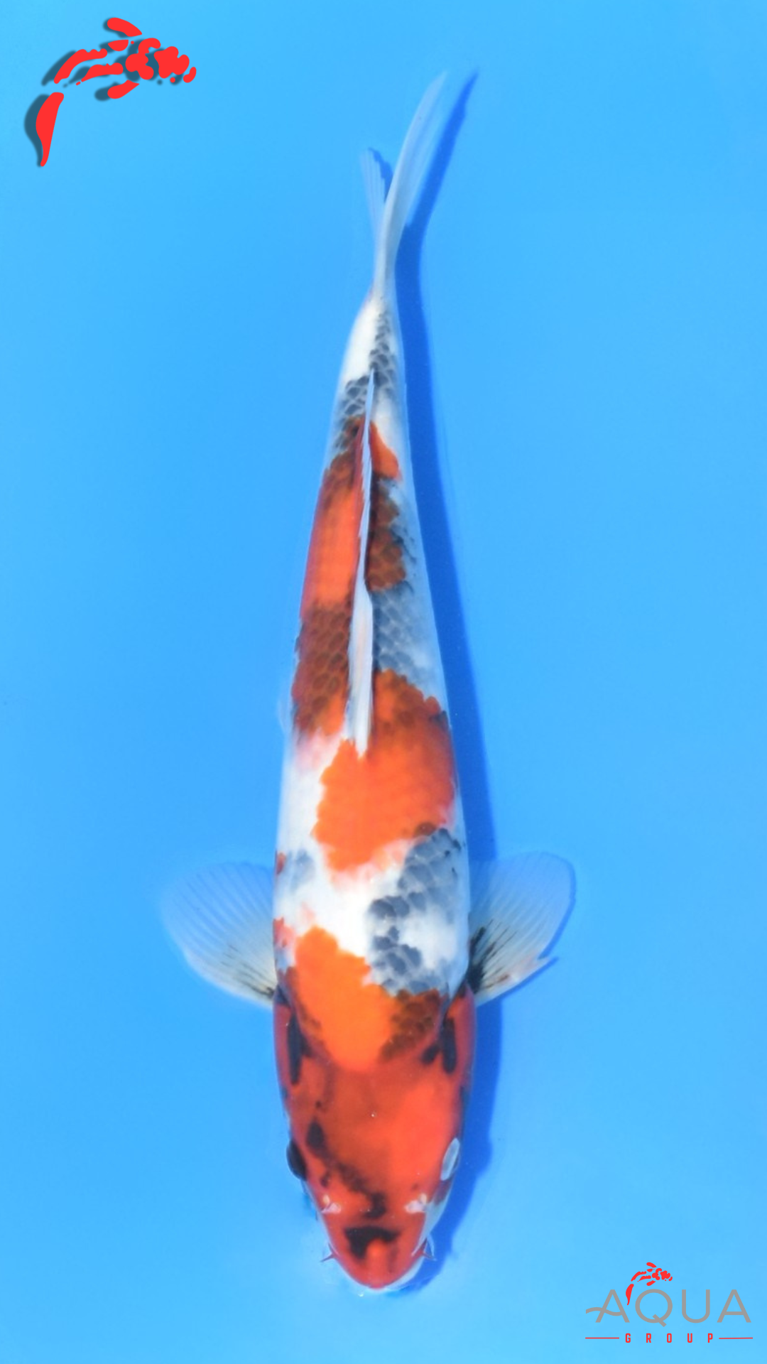 Showa - Ueno - Tosai #09