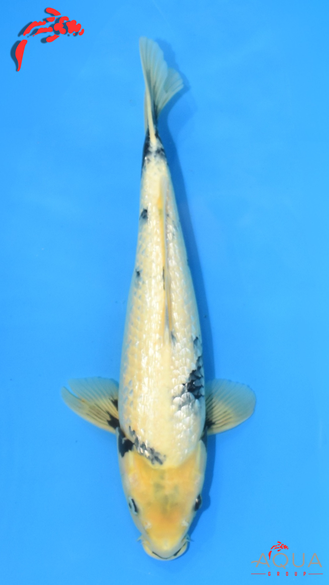 Gin Rin Shiro Utsuri - Omosako - Nisai - #01