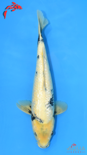 Gin Rin Shiro Utsuri - Omosako - Nisai - #01