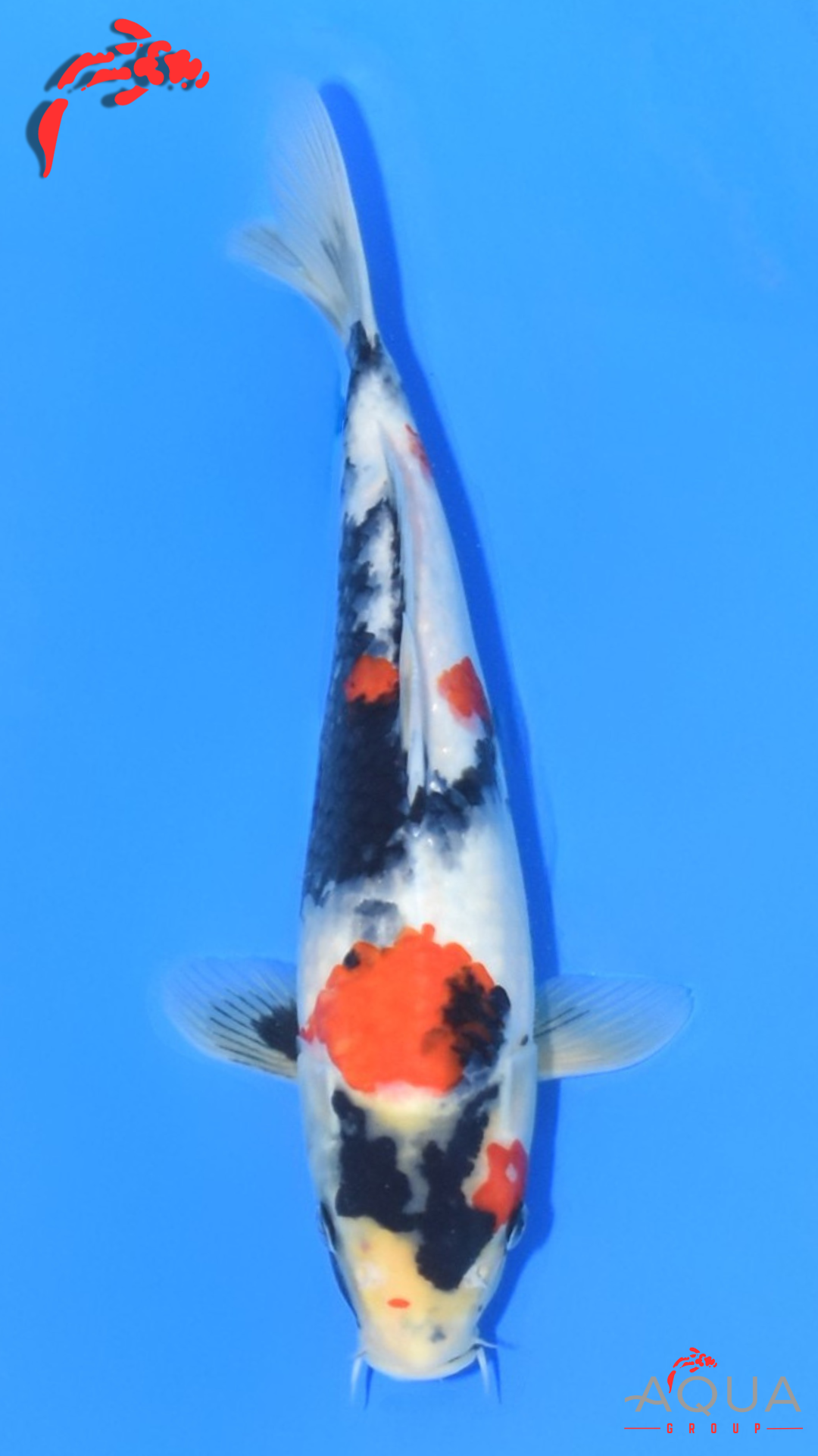 Showa - Ueno - Tosai #19