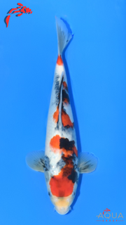 Showa - Ueno - Tosai #01