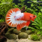 FCCP Plakat Betta - Betta splendens #7