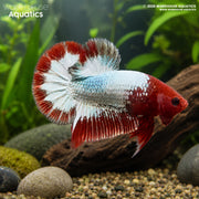 FCCP Plakat - Betta splendens #14